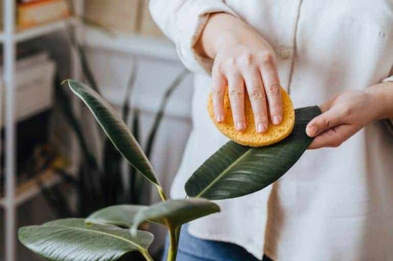 use coconut oil for plants