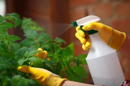 use coconut oil for plants